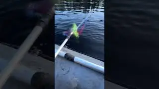 Что за птица?￼