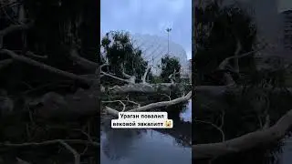 #georgia #batumi Грустные последствия ураганного ветра в Батуми 😢Подают вековые деревья 🥹