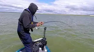 These BIG crappie shouldn't be here!!