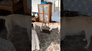 KASEY VS DICY 🤣