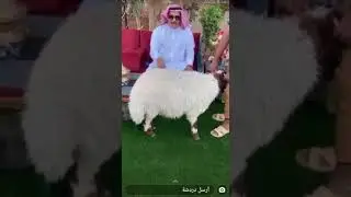 طريقة اختيار الاضحية السليمة ضروري تعرفون