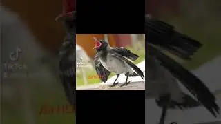 Не корона, бро ?