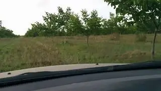 Ореховый сад
