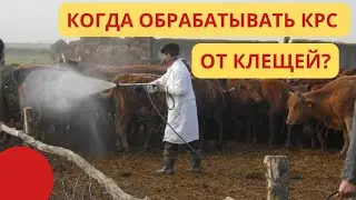Когда гонять клеща?