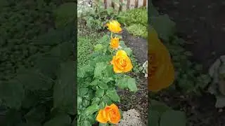 17 мая град на Кубани😨 