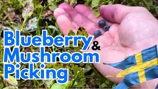Blueberry and Mushroom Picking: Hiking in Stockholm, Sweden 4K