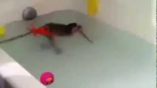 Oбезьяна купается