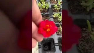 Grow purslane/portulaca easily from seeds!