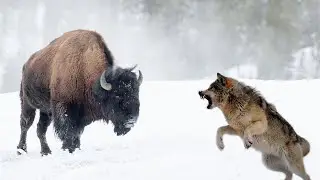💥Incredible Fight! Wolf vs. Bison.