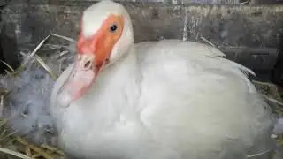 Индоутки/новые гусята/утята