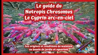 Guide to Notropis Chrosomus in garden ponds and aquariums The Rainbow Shiner