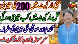 Maki rate ma bari tizi ||monji rate today ||punjab ghala mandi aj ka rate