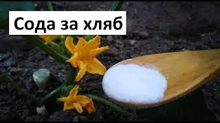 Сода за хляб в градината
