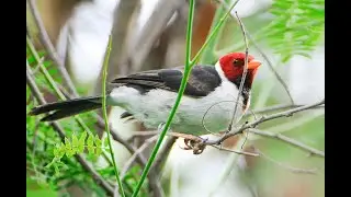 Yellow-billed Cardinal (Paroaria capitata) HD 1080p