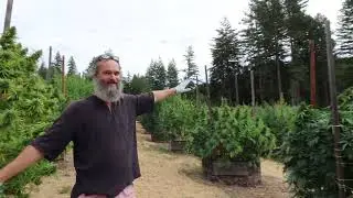 When to harvest? When are those buds ripe & ready?