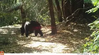 Black Bears Marking Trees and Other Behaviors