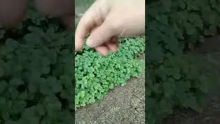 состояние рассады клубники Клери и Мурано на 23 июля Краснодарский край