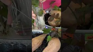 How To Grow SWEET POTATOES Easy! 