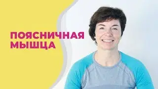 Поясничная мышца / Подвздошно-поясничная мышца