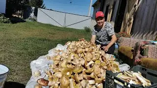 Бизнес на грибах, заработает даже школьник