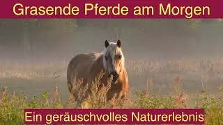 Grasende Pferde im Morgenlicht-Ein sinnliches Naturerlebnis