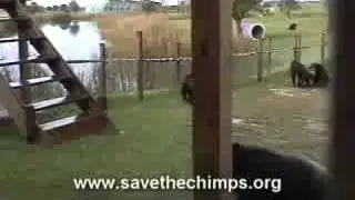 Save the Chimps - Chimpanzees Released to Island - Lou's Family