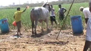 Bulls Condition after Bull Race in Vijayawada | Bulls Behavior after Yenamalakuduru Ongole Bull Race