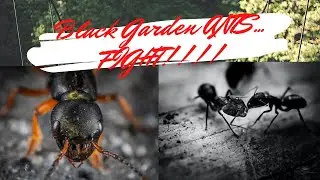 Black Garden ANTS... FIGHT!!!!