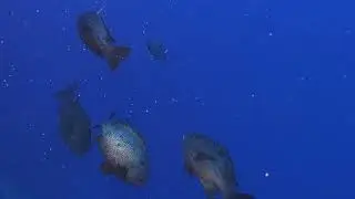 Pristine Diving | Pemba Island | Tanzania | Ep.9
