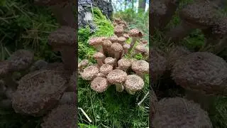 Gemeiner Hallimasch 2023 im November. Опята в Германии 2023