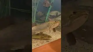 Giant Minnesota Bowfin Fish