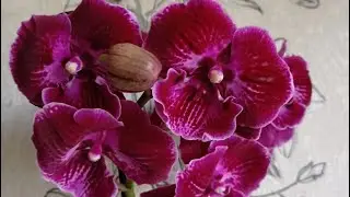 Новинка биг лип Абба🌺                                  #абба #orchid #flowers