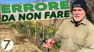 Potatura della vite Distanza di taglio un errore che non devi mai fare