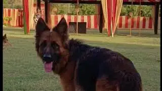 German Shepherd PUPPIE Pomeranian Puppies Doing Funny Things #8 | Cute and Funny Dogs