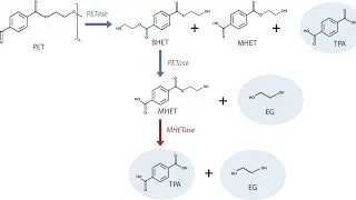 Bioremediation, Enzymes, Biodegradation of plastic polymers