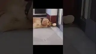 The chicken got itself into my mouth #dog #laugh #today