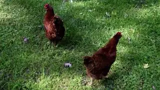 Free-range chickens pecking and clucking.