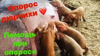 Как помочь при опоросе. Дюрок