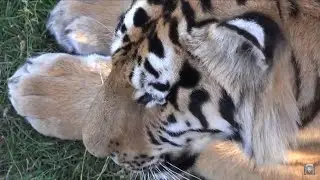 Тигриное семейство наслаждается отдыхом)😌🐾🐾🐾🐯🐯🐯