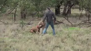 Kangaroo 🦘🦘
