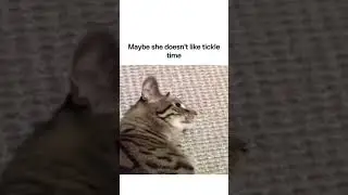memes from discord 9 