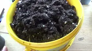 Рассада перца на окне