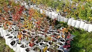Питомник Садоград. Видео новости октябрь 2018 г.