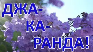 Джакаранда - фиолетовое волшебство весны