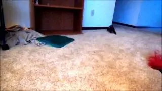 ferret Хорек