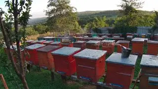 Годуємо бджолині сім'ї Який сироп має бути  Скільки росплода 🍯