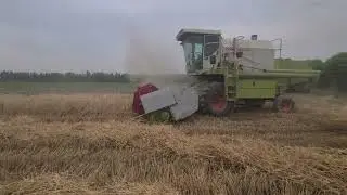 Wheat harvesting process. Class combine Dominator.