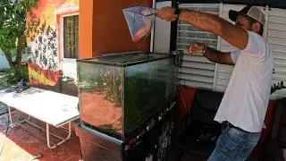 RESCATO PECES Goldfish  TIburones y Tetras de un ACUARIO en  ABANDONO - En memoria de Jose Ricart🙏
