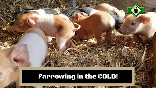 Farrowing in the 