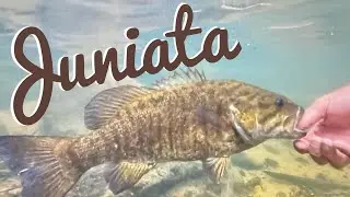 Juniata River Smallmouth Grassbeds and Downshift to Cooler Weather